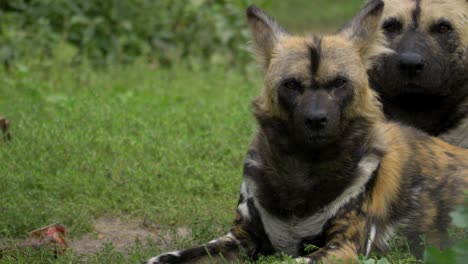 Vögel-Fliegen-Vor-Einer-Gruppe-Müder-Afrikanischer-Wildhunde