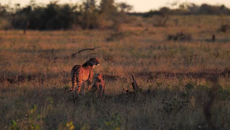 Mutter-Gepard-Geht-Weg-Und-Junge-Juvenile-Jungen-Folgen-Ihr-Im-Wilden-Afrika