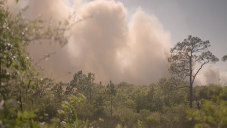 Five-Mile-Swamp-Feuer-Im-Santa-Rosa-County-Ab-Mai-2020