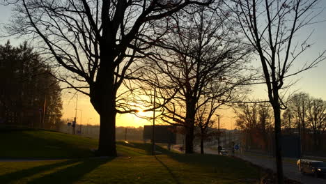 sunset and trees