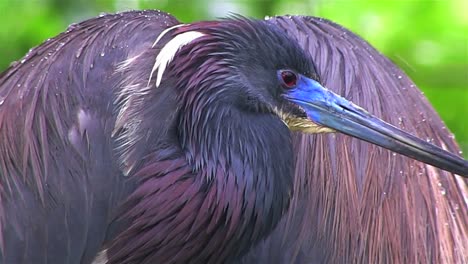 una pequeña garza azul se encuentra bajo la lluvia