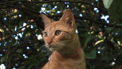 handeld shot of ginger tabby cat looking away standing between the green leafy vegetation of the branches of a tree curiously examining the environment to hunt birds or find other pets