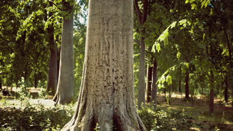 majestuoso tronco de árbol rodeado de vegetación vibrante en un bosque sereno