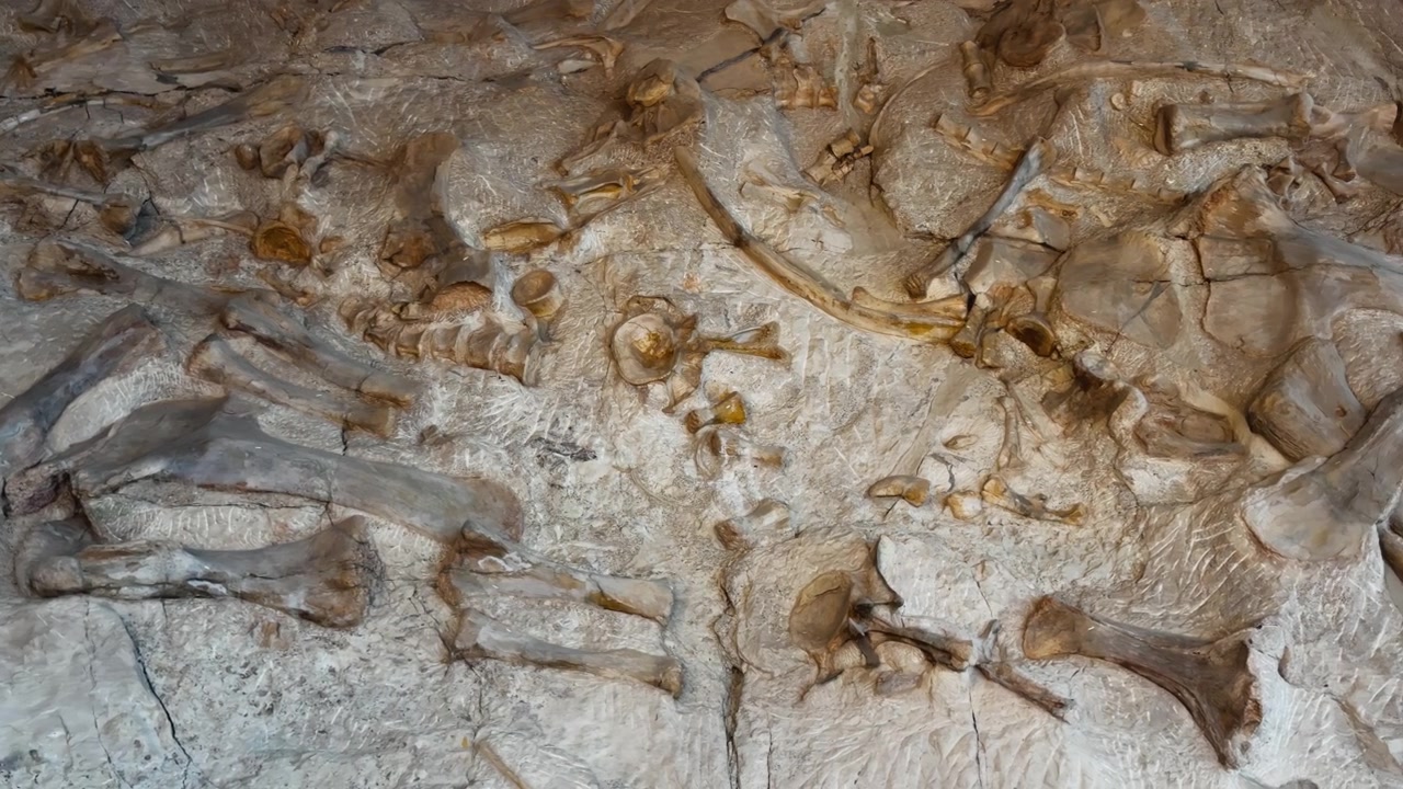 Agrupación de huesos fósiles conservada en piedra revela restos de dinosaurios prehistóricos, paneo a la derecha