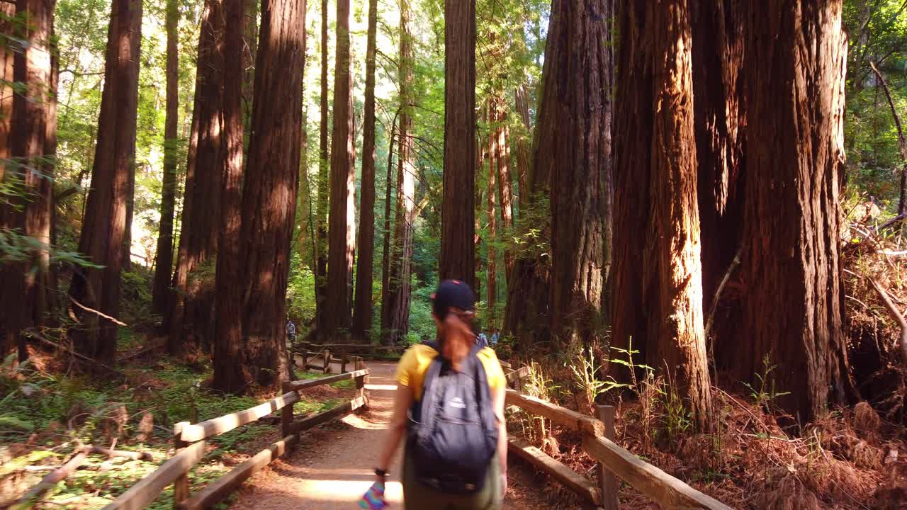 Ripresa con gimbal in inclinazione verso l'alto mentre si cammina attraverso un boschetto di sequoie costiere a Muir Woods, California.