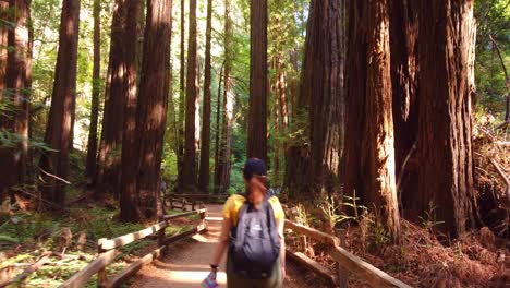 Cardán-Inclinándose-Hacia-Arriba-Mientras-Caminaba-A-Través-De-Una-Arboleda-De-Secuoyas-Costeras-En-Muir-Woods,-California