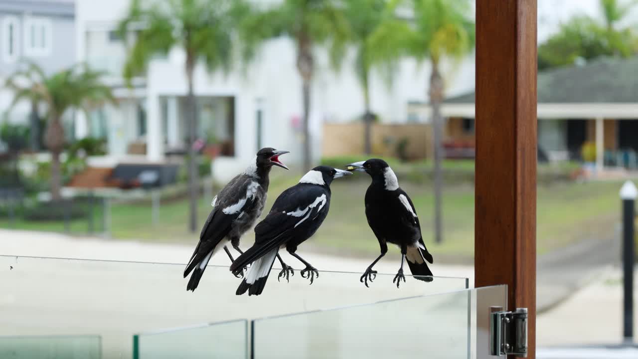 일련의 마그피들이 함께 의사소통하고 움직입니다.