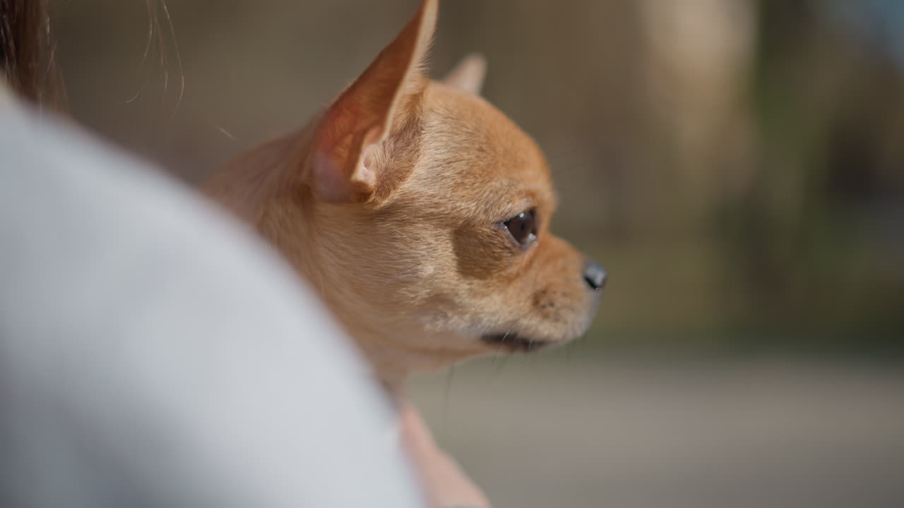 Un perro observa con tranquilidad; el canino permanece atento y en calma, sin mostrar agitación ni excitación. El apacible perro observa su entorno con diligencia, paciencia y serena compostura.