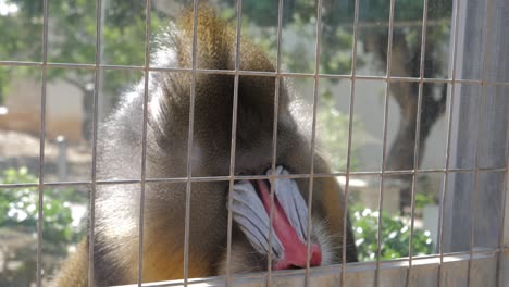 close-up of a male mandrill in captivity eating worms and cockroaches