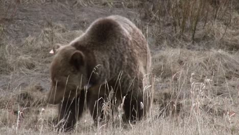 Collarded-grizzly-walks-towards-camera