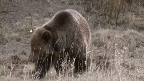 collarded grizzly walks towards camera