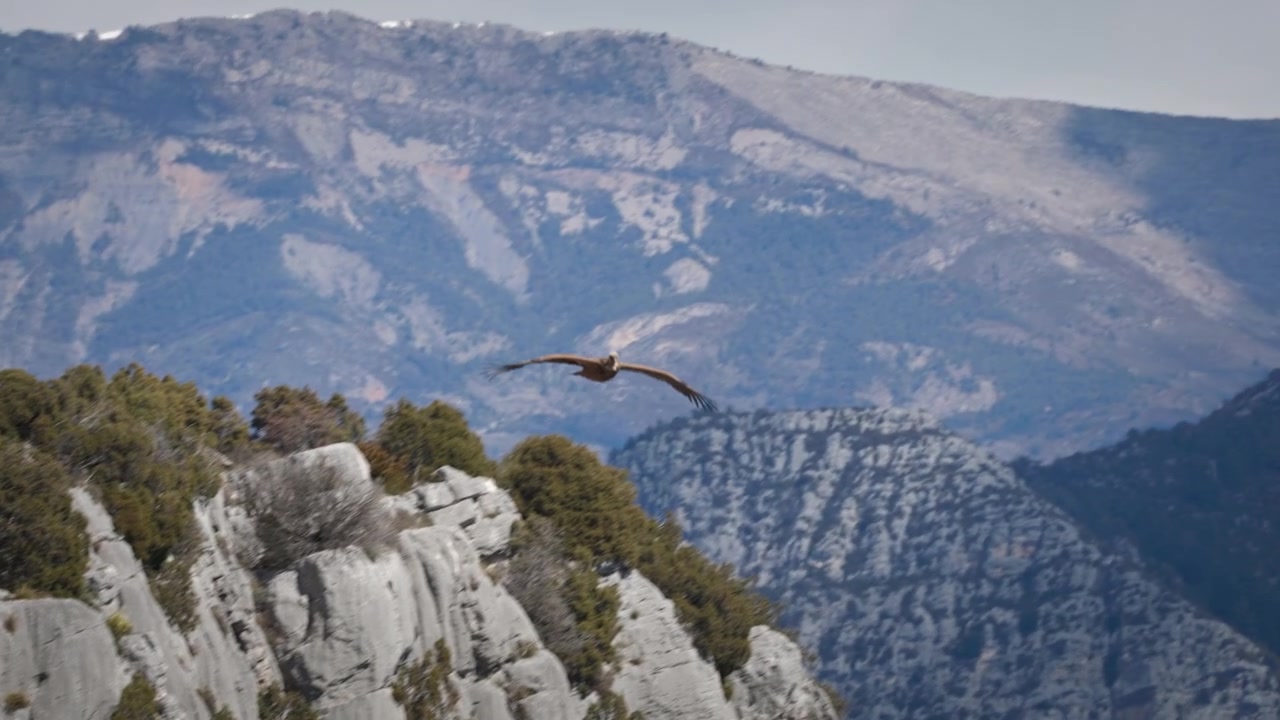 Primo piano di un avvoltoio grifone in volo nelle Gole del Verdon, in Francia. L'uccello sta volando direttamente verso la fotocamera e la sta fissando intensamente.