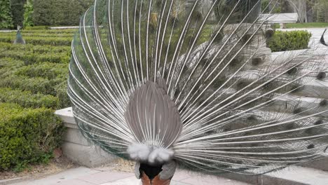 pavo real con plumas de cola en forma de abanico abiertas en la pantalla de apareamiento