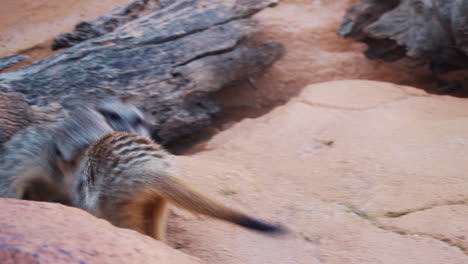 dos suricatas juegan peleando entre sí en un zoológico - ángulo alto