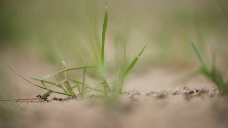 black carpenter ants work together to climb a blade of green grass | extreme shallow depth of field | low angle