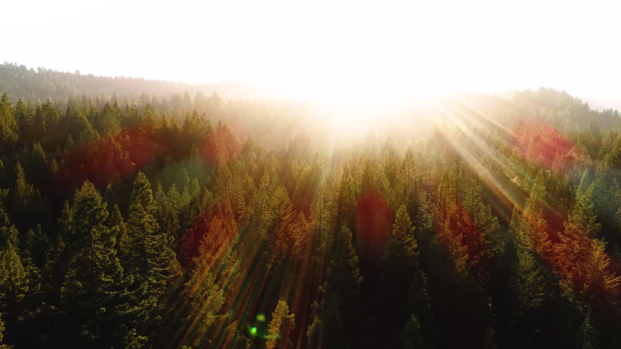 Aerial View of a Sunlit Forest