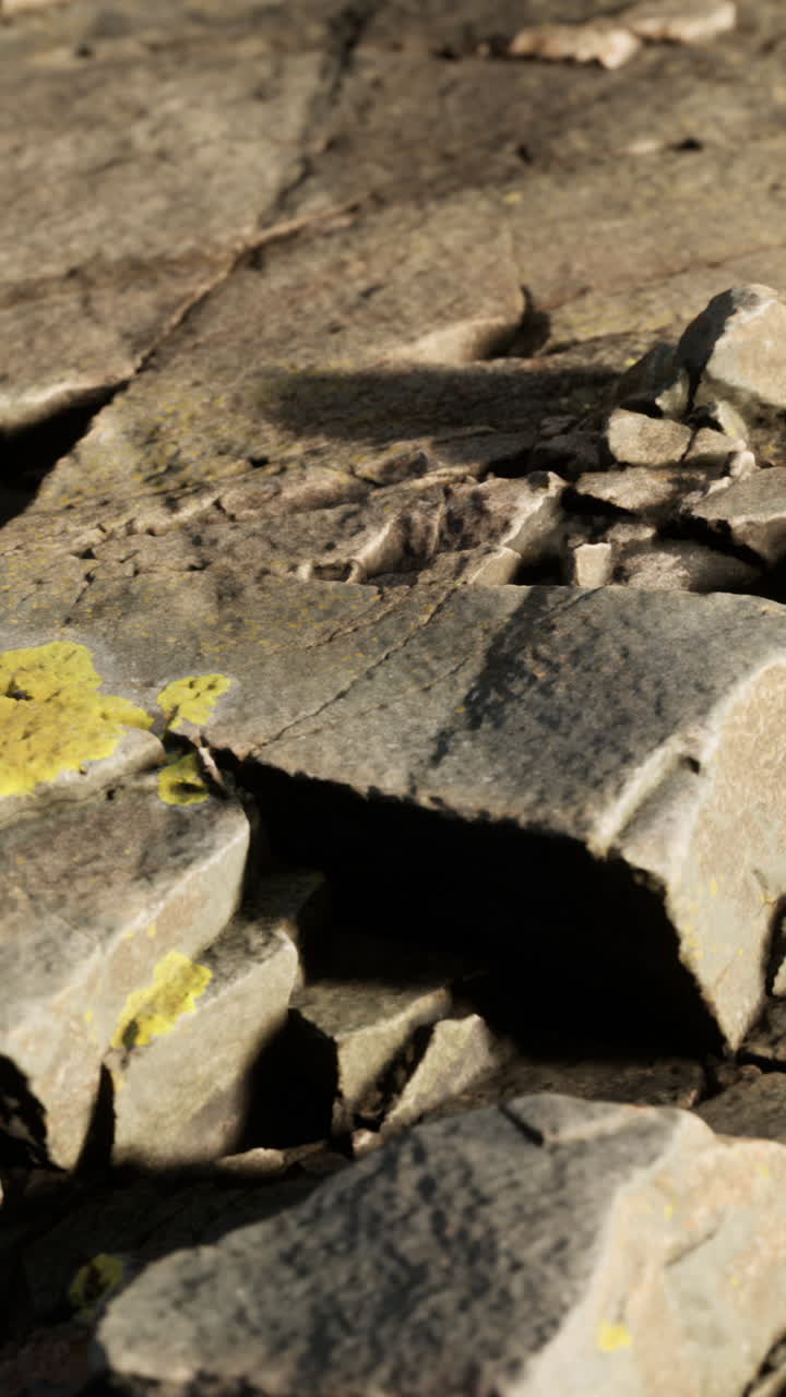 은 바위와 노란색 리의 클로즈업