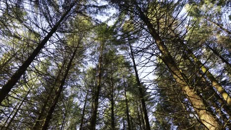 Vista-Desde-Abajo-De-Los-árboles-De-Un-Bosque.