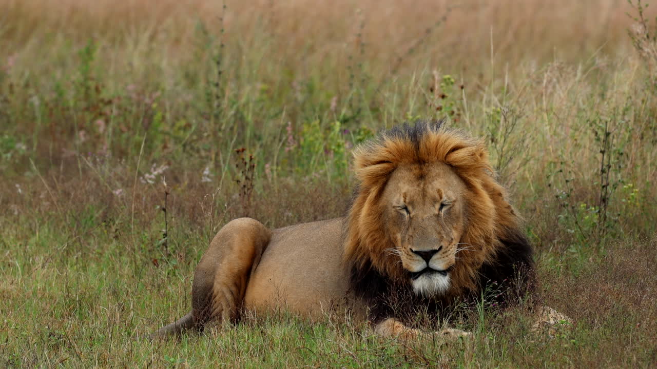 Male lion resting calmly in tall grass, wild nature scene with peaceful mood