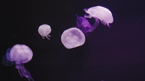 a group of jellyfish floating and swimming past each other in deep, dark waters