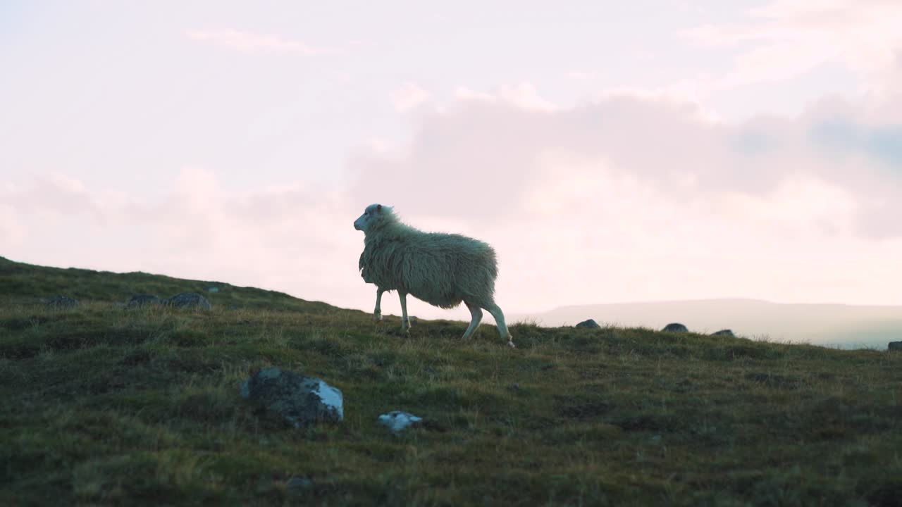 ovejas caminando por la cima de una montaña ventosa en las islas feroe salvajes