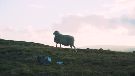 Schafe-Laufen-über-Einen-Windigen-Berggipfel-Auf-Den-Wilden-Färöer-Inseln