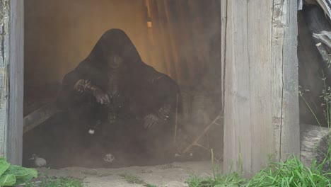 shaman spins the pendulum