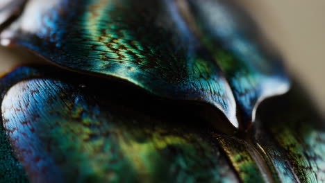 close-up of iridescent insect shell texture