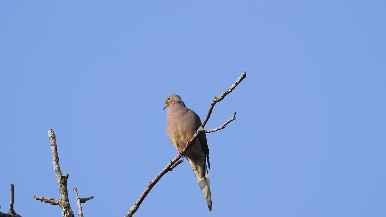 푸른 하늘을 배경으로 잎이 없는 나무 꼭대기에 앉아 있는 베이지색 애도 비둘기