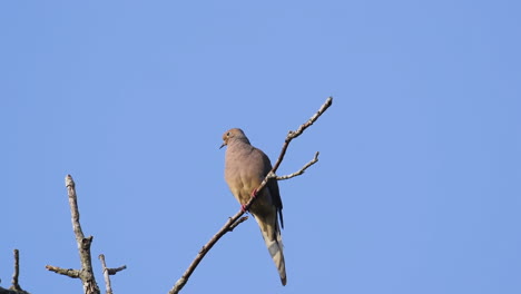 una paloma de luto beige encaramada en la copa de un árbol sin hojas contra un fondo de cielo azul