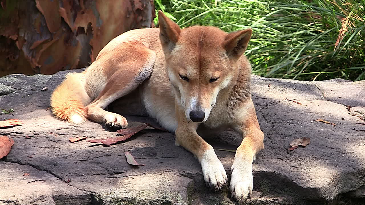 un perro dingo salvaje se sienta al sol en el monte en australia