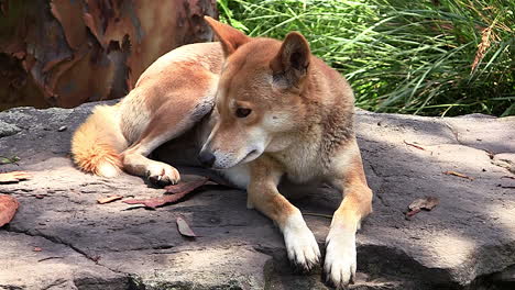 a wild dingo dog sits in the sun in the bush in australia