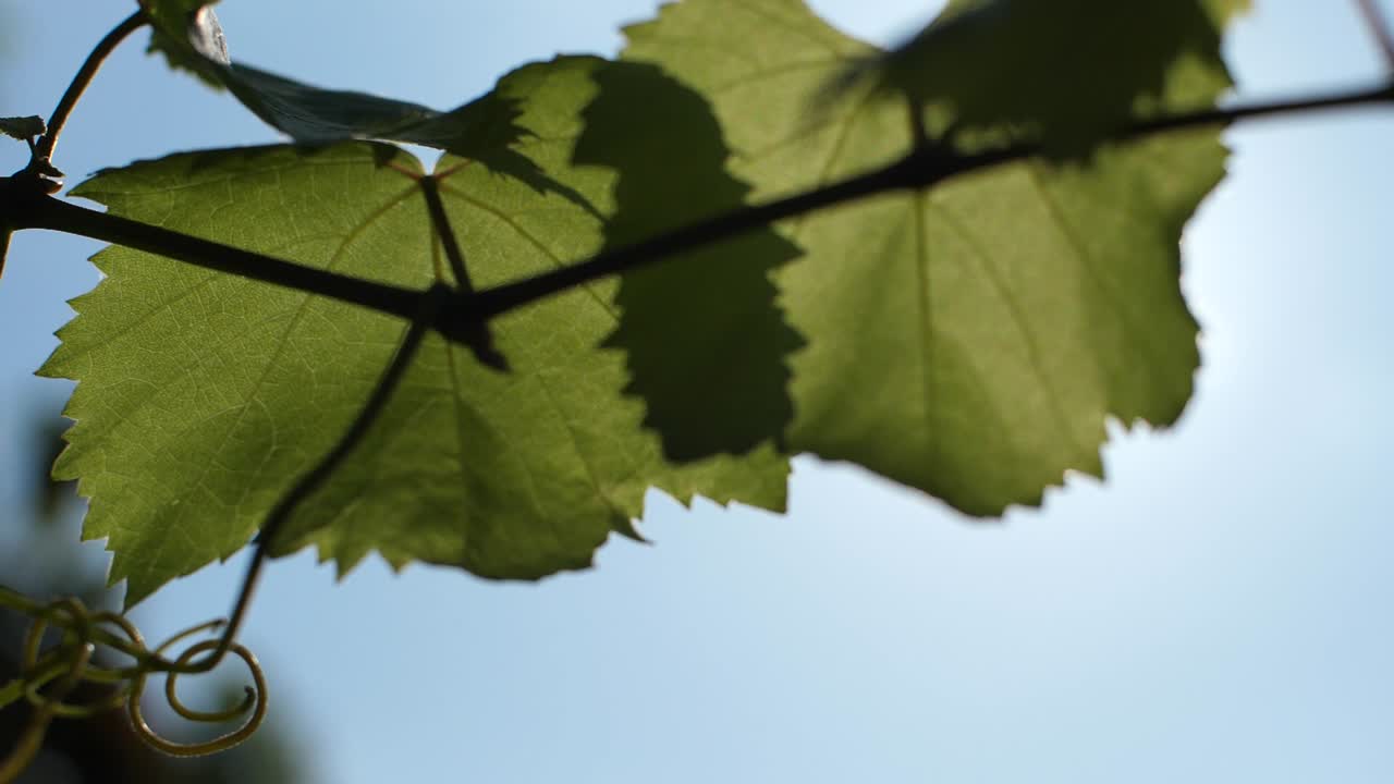 close up of a green grape leave and the sun flare in summer