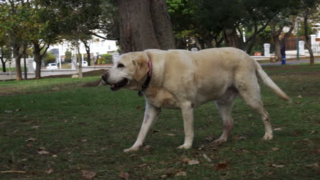 a golden retriever happily walks through a park alone and right up to the camera to say hi