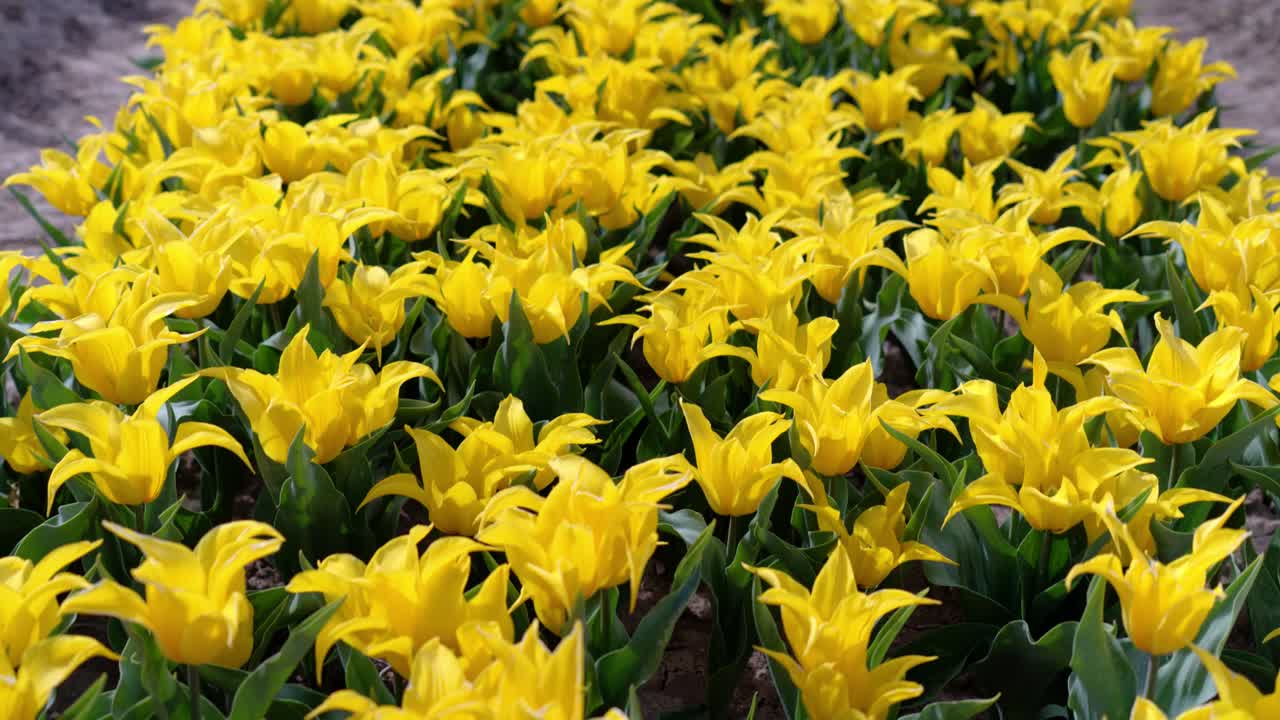 Slowmotion of vibrant yellow Jonquières tulips in full bloom in multiple rows