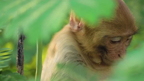 rhesus macaque (macaca mulatta) in slow motion is one of the best-known species of old world monkeys. ranthambore national park sawai madhopur rajasthan india