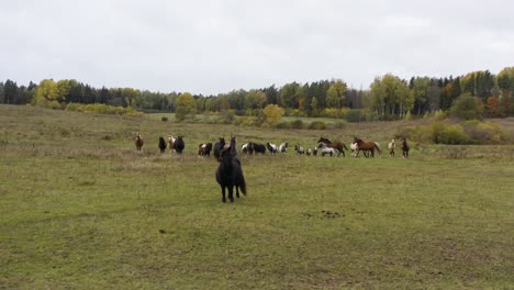 Steady-drone-shot-of-dark-and-light-horses-eat-hay-in-the-field