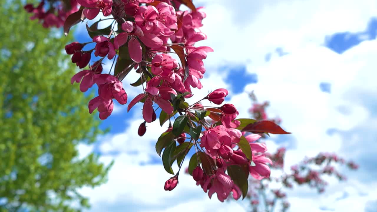 Gorgeous scene of pink cherry blossom petals or apple tree blossoms close up or closeup during a summer sunny day while the wind moves the blossoms covered branch around, white clouds and blue sky.