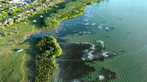 Volando-Sobre-El-Lago-Con-Plantas-Verdes-En-La-Orilla-Cerca-De-La-Ciudad-En-Verano