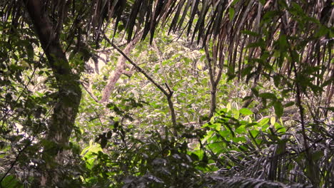 capuchino de cara blanca saltando sobre las ramas de los árboles en el bosque