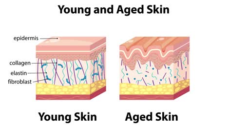 visual comparison of young and aged skin layers