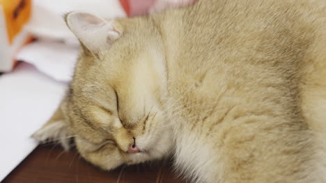 an adorable cat is fast asleep on the floor