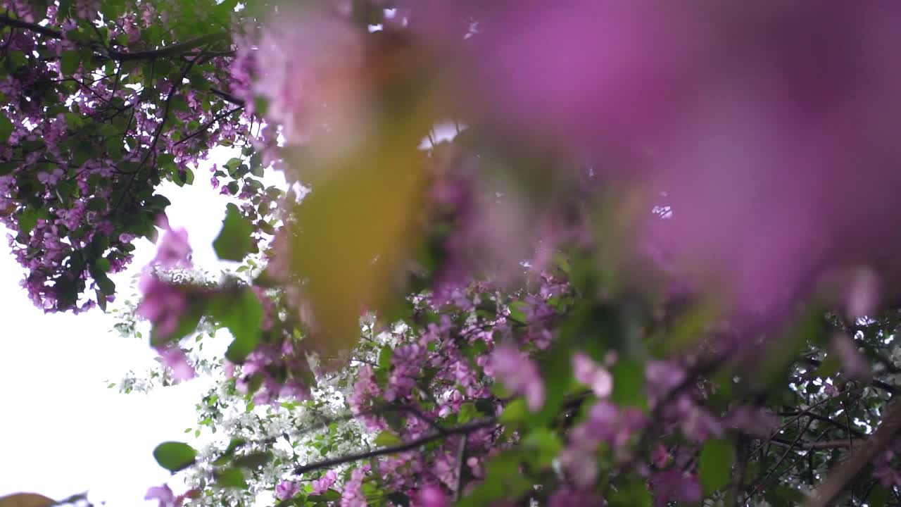 나무에 아름다운 분홍색 꽃