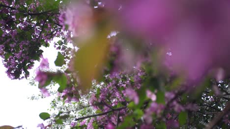 Beautiful Pink Blossoms on a Tree