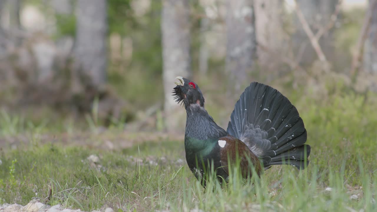남성 서부 캐퍼케일리 (western capercaillie) 는 렉 (lek) 지역에서 렉킹 (lekking) 계절에 소나무 숲에서 아침 빛에 가까이 서식합니다.