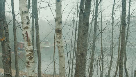 falling snow in spring.