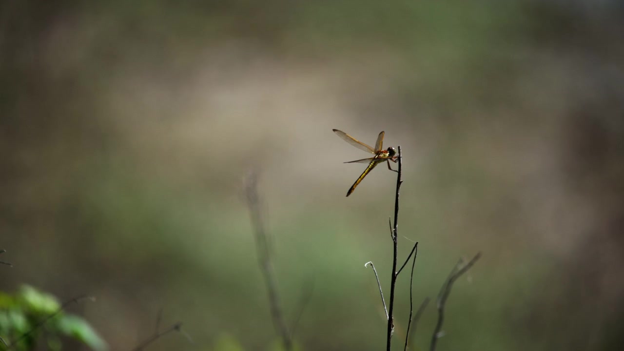 Uno scatto macro dettagliato cattura una libellula posata su un ramoscello sottile, su uno sfondo verde delicatamente sfocato. Una delicata luce naturale evidenzia gli intricati dettagli delle ali in un ambiente esterno sereno