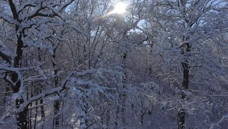 flight winter forest in snow