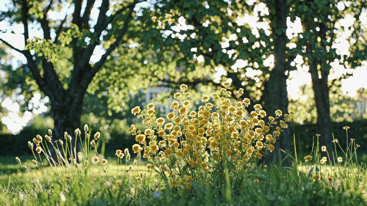 A serene video scene of sunlit yellow flowers in a garden, captured from a low angle, with sunlight