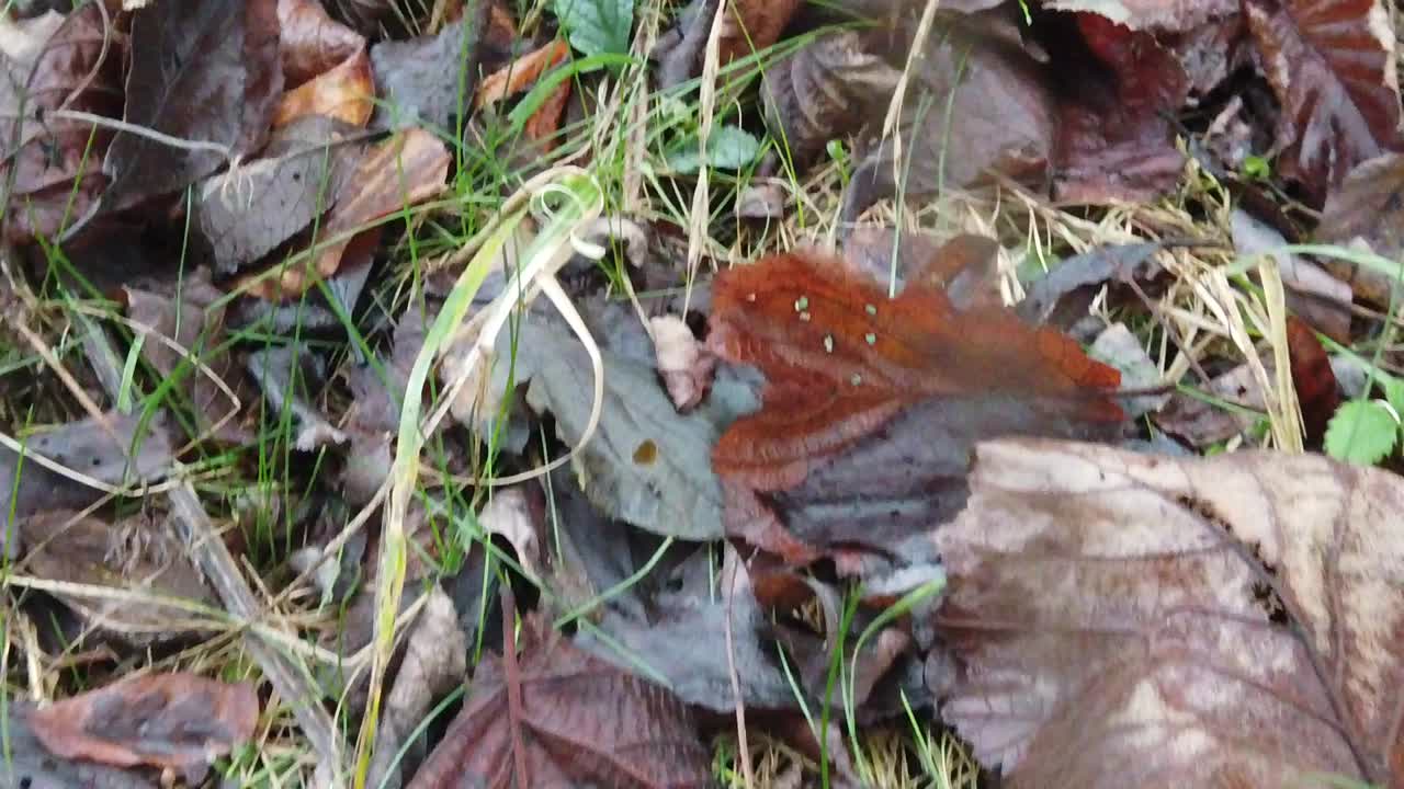 Autumn leaves filmed on the ground in cold season